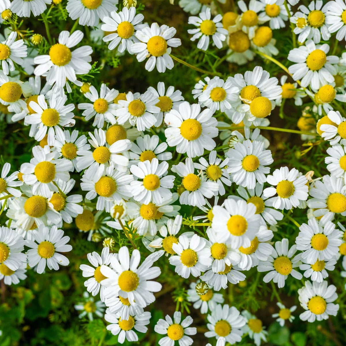 Close-up of white flowers with yellow centers on a green background