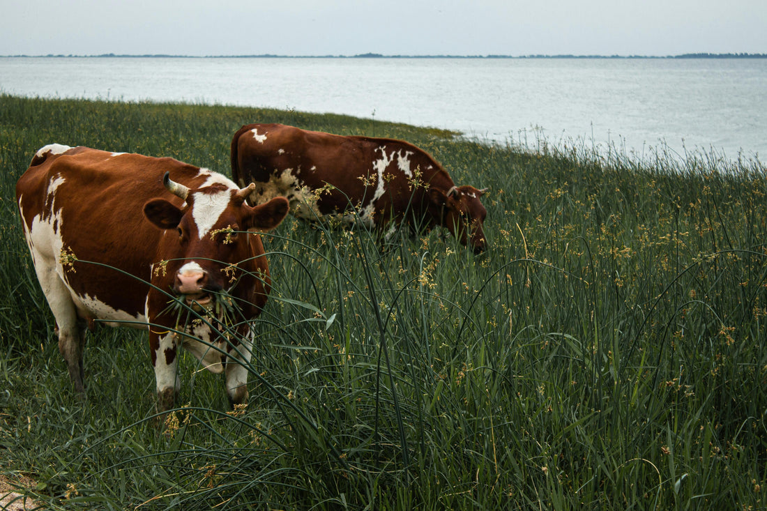 Two cows grazing on grass near water