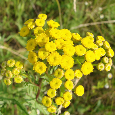 Cluster of yellow- blue tansy flowers in a natural setting