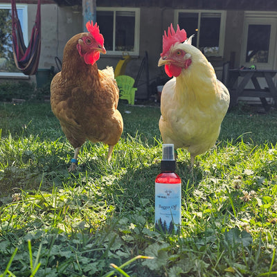 Two chickens standing on grass in an outdoor backyard setting with Bugger off bug spray between them
