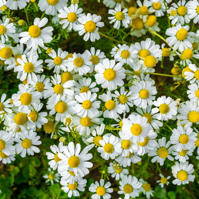 Close-up of white flowers with yellow centers on a green background